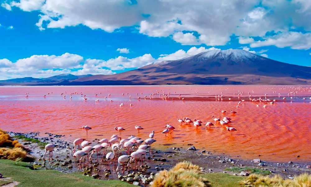 LAGUNA-COLORADA-DE-BOLIVIA-1